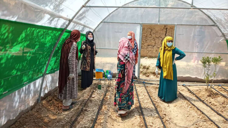 2021-afghanistan-safran-gewaechshaus-frauen.jpg Vier Frauen in einem Gewächshaus, wo Safran angebaut wird, Afghanistan 2021.