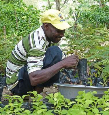Wiederaufforstung in Haiti: Ein Mann pflanzt Baum-Setzlinge.