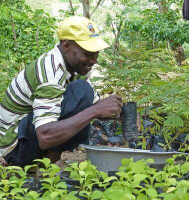 Wiederaufforstung in Haiti: Ein Mann pflanzt Baum-Setzlinge.