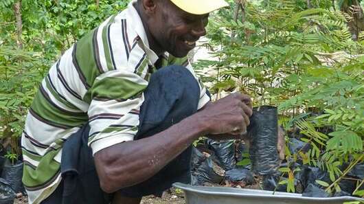 Projekte gegen den Klimawandel: Ein Mann pflanzt Setzlinge.