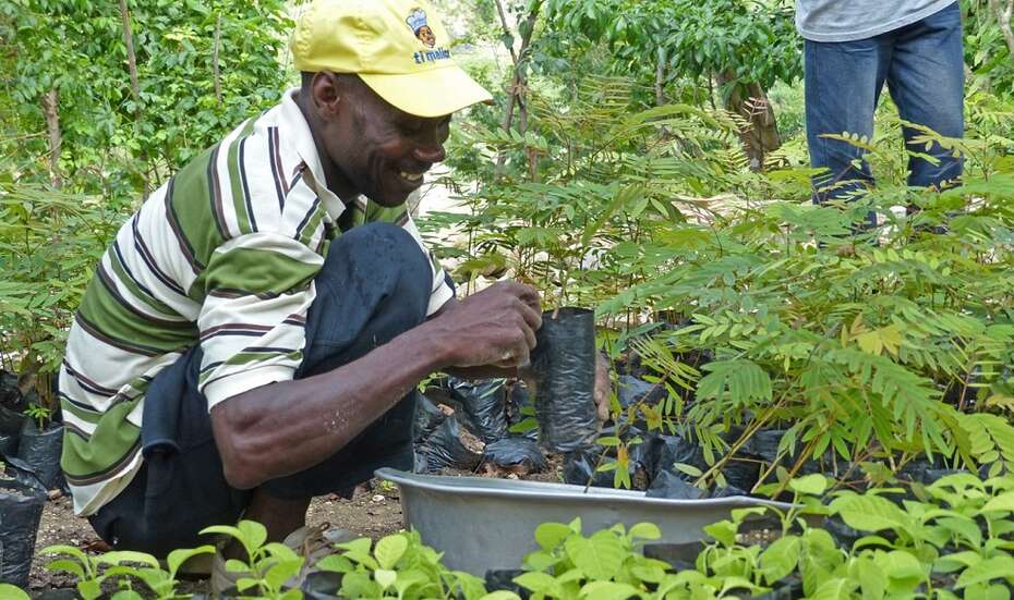 Wiederaufforstung in Haiti: Ein Mann pflanzt Baum-Setzlinge.