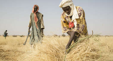 Landarbeiter in Niger ernten Heu