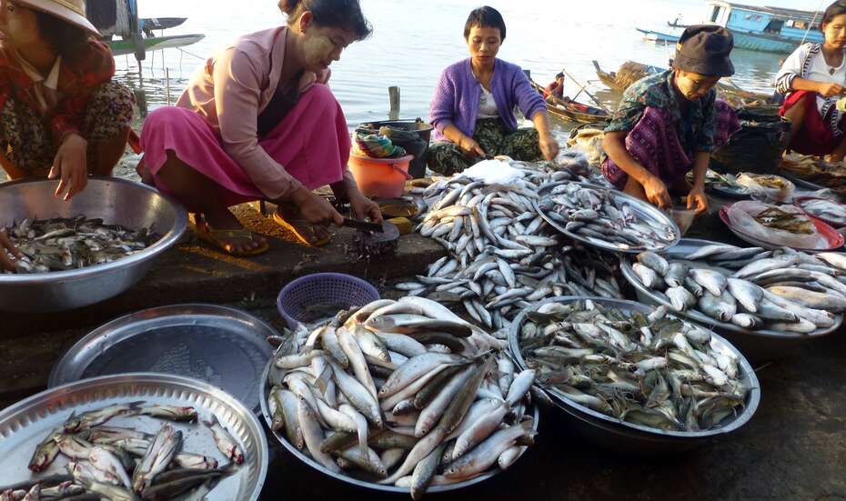 Myanmar_fish_market_women.jpg