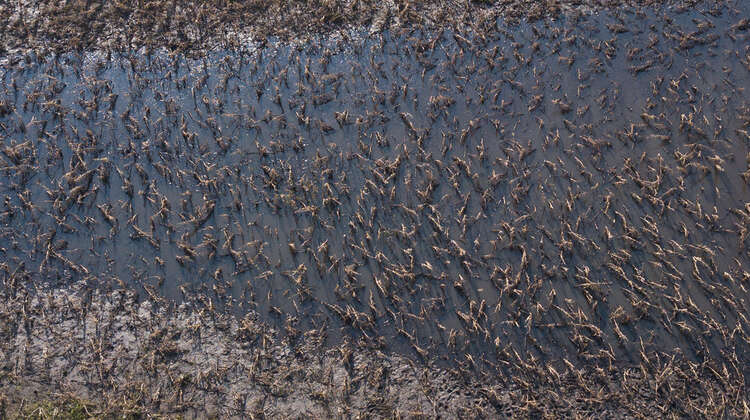 2019-nothilfe-nhamatanda-maisernte-mosambik-kieran-mcconville-concern.jpg Ein zerstörtes Maisfeld aus der Vogelperspektive.