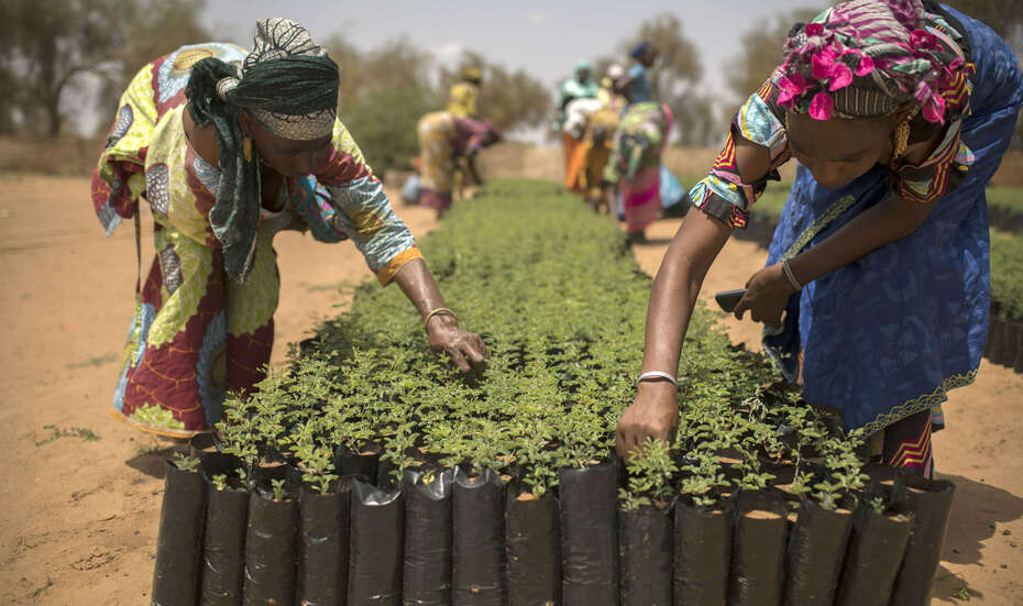 2018_green_wall_FAO.jpg Männer und Frauen aus einem Dorf in Senegal arbeiten in einer Baumschule als Teil des Great Green Wall-Initiative.