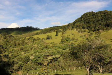 Brazil_forest_Regeneration_kl.jpg