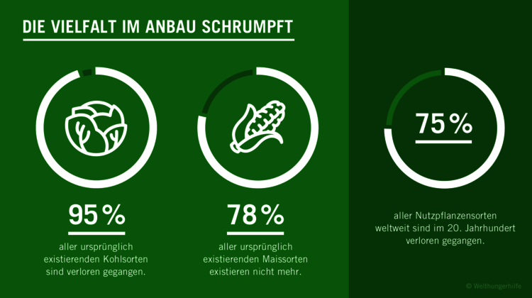 2019-Vielfalt-im-Anbau-Biodiversitaet_C_Welthungerhilfe-16-9.png Grüne Grafik zum Thema Biodiversität. Text: Die Vielfalt im Anbau schrumpft. 95% aller ursprünglich existierenden Kohlsorten sind verloren gegangen. 78% aller ursprünglich existierenden Maissorten existieren nicht mehr. 75% aller Nutzpflanzensorten weltweit sind im 20. Jahrhundert verloren gegangen.