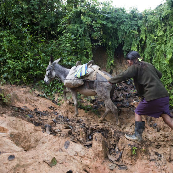 Eine Frau treibt ihren Esel an, damit sie es durch den Schlamm schaffen, Peru.
