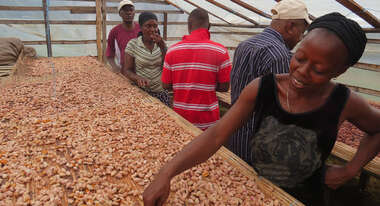 Eine Frau zeigt getrocknete Kakaobohnen, Sierra Leone.