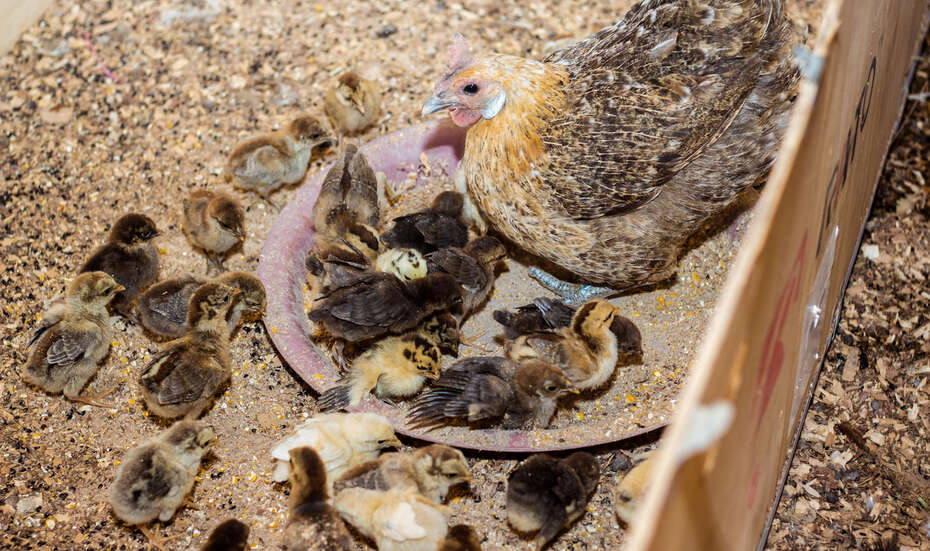 Küken und eine Henne in Burkina Faso