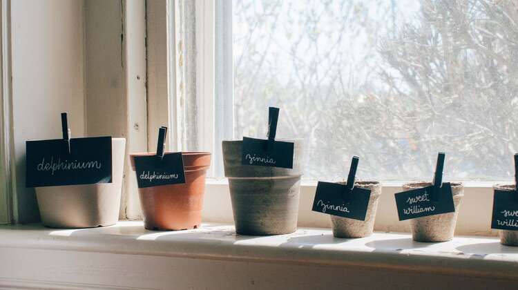 Mini-Garten auf der Fensterbank: Sechs Töpfe stehen mit Beschriftung auf der Fensterbank, 2022.