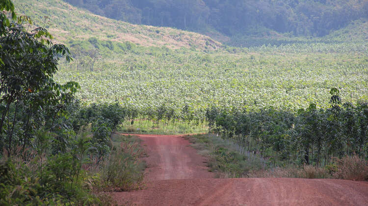 Felder in Kambodscha