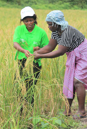 Zwei Frauen in Liberia helfen sich gegenseitig auf dem Feld bei der Reisernte.