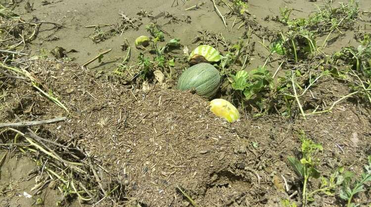 Zerstörte Ernten nach Zyklon Sagar in Somaliland Zwei kaputte Kürbisse in Nahaufnahme
