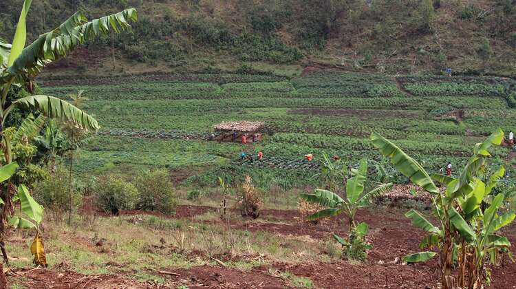 Eine Aufzuchtstation für Gemüse.