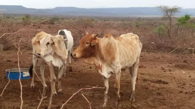 Kampfs ums Überleben Ausgemergelte Kühe