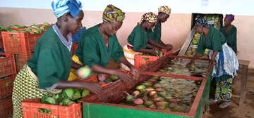 Frauen waschen Mangos, Mali.
