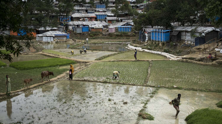Blick auf kleine Reisfelder im Camp Hakimpara für geflüchtete Rohingya, Bangladesch, August 2018. 