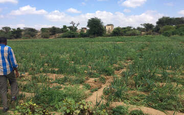 Ein bewässertes Feld.