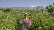 Afghan rose farmer Afghan rose farmer