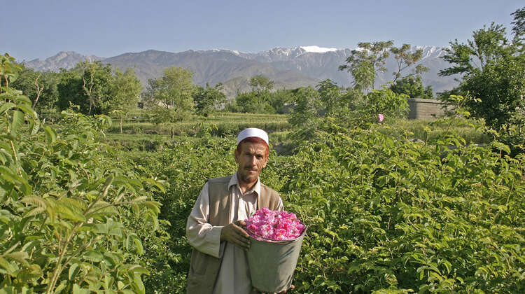 Afghan rose farmer Afghan rose farmer