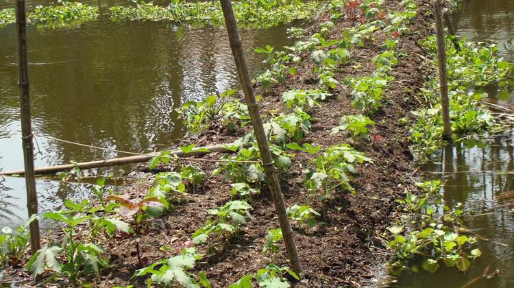 Schwimmende Anbauflächen in Bangladesch