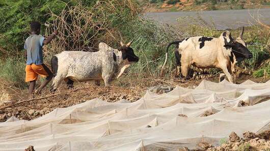 Ein Bauer baut Bohnen an in Farafangana, Madagaskar