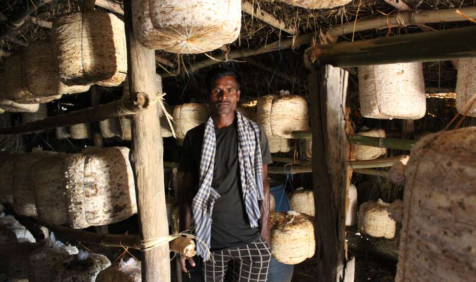 Guru Macha zeigt seine Pilzzucht, Malkangiri, Indien, 2023