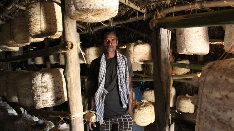 Guru Macha zeigt seine Pilzzucht, Malkangiri, Indien, 2023