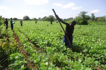 Soyaernte Feldarbeiter bei der Ernte.