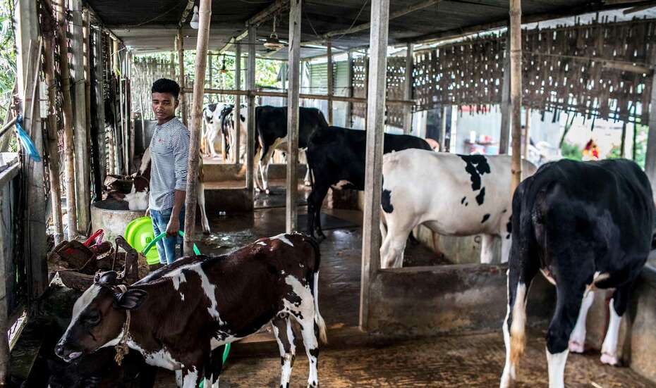 Panjor_Bhanga_Kooperative_FAO.jpg Renu Balas Sohn arbeitet im Stall, Bangladesch.