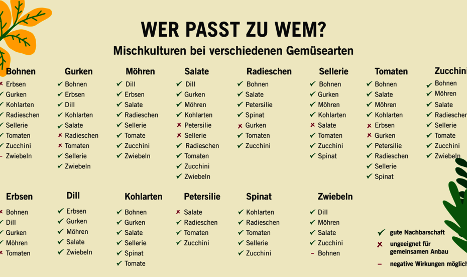 Permakultur Übersicht: welche Gemüsearten können nebeneinander gepflanzt werden und welche besser nicht, 2022.