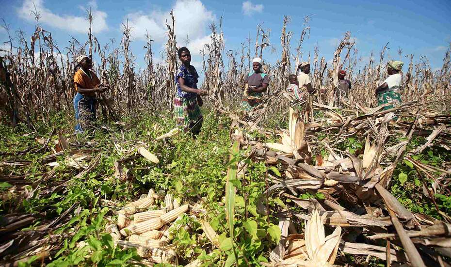 Mosambik_Maisernte.jpg
