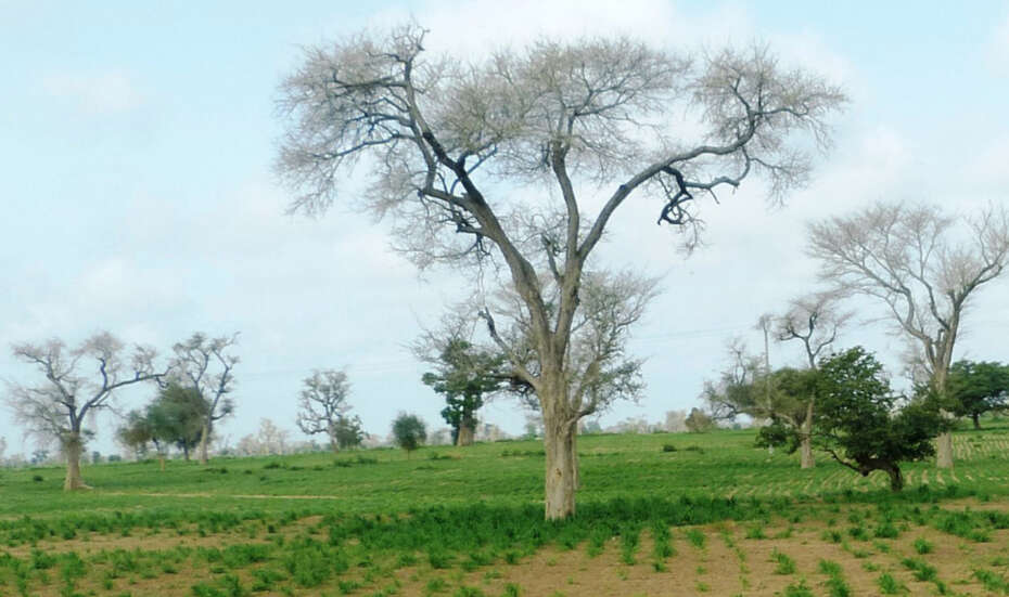Senegal_Faidherbia_albida_millet.jpg