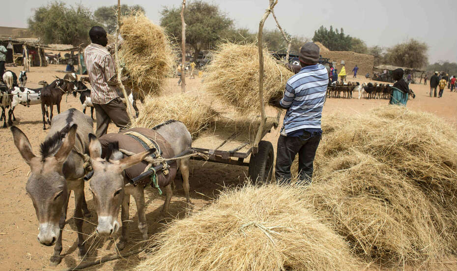 Grasland-Verkauf auf einem Markt, Niger.