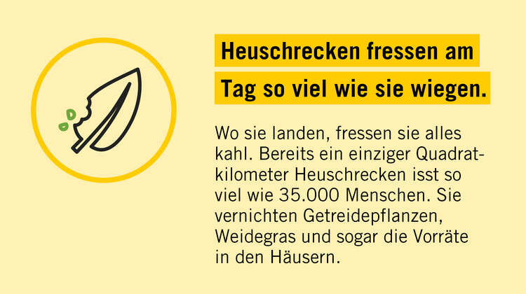 2020-illustration-heuschreckenposter-fact-05