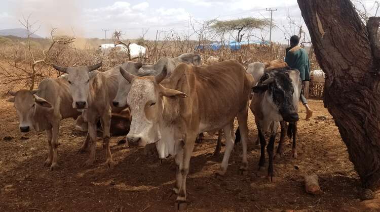 Abgemagerte Kühe in Äthiopien