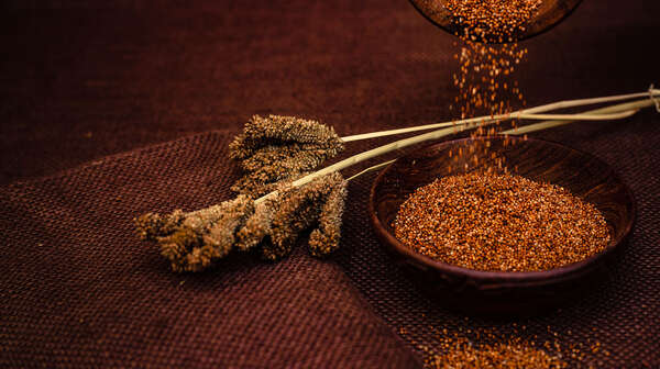 Nahaufnahme von Hirsekörnern und einer Hirsepflanze