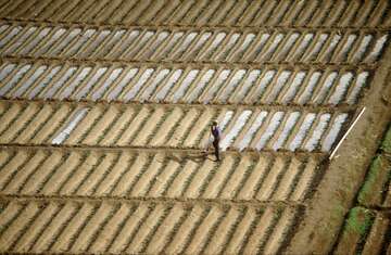 Kartoffelfeld_bewaessert.jpg Aufnahme aus der Luft von einem bewässerten Kartoffelfeld.