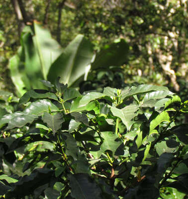 Catimor/Catimores: Strauch, der resistenter gegen einen Pilz ist.
