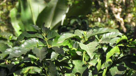 Catimor/Catimores: Strauch, der resistenter gegen einen Pilz ist.