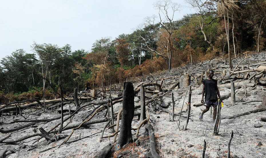 Ein abgebrandtes Waldstück. Ein Kind läuft an den übriggebliebenen Baumstümmeln vorbei.