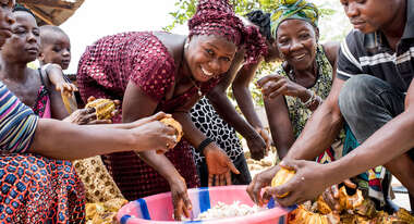 Kakaobauern in Sierra Leone bei der Arbeit: Nachdem die reifen Früchte geerntet wurden, werden sie mit einem Stock aufgebrochen, die Kakaobohnen herausgenommen und gesammelt.