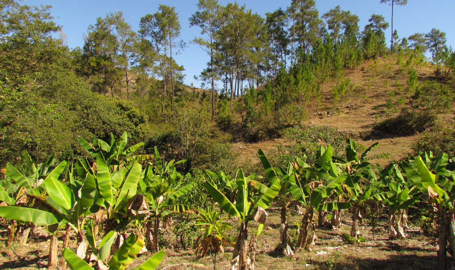 Ein Agro-Forst-System, Haiti.