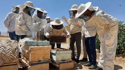 Menschen in Imker-Schutzkleidung stehen um Holzkisten herum. Darin befinden sich vermutlich Bienen.