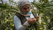 2021-jahresbericht-2020-libanon-lokale-produktion-verbindet.jpg Eine Frau im Tomatenfeld, Libanon 2020.
