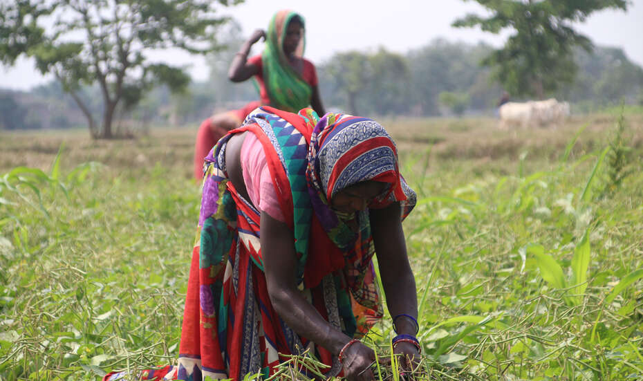 Frauen bei der Feldarbeit im Siranha Distrikt, Nepal Frauen arbeiten auf einem Feld mit Hülsenfrüchten in Malhaniya, Siraha Distrikt, Nepal.
