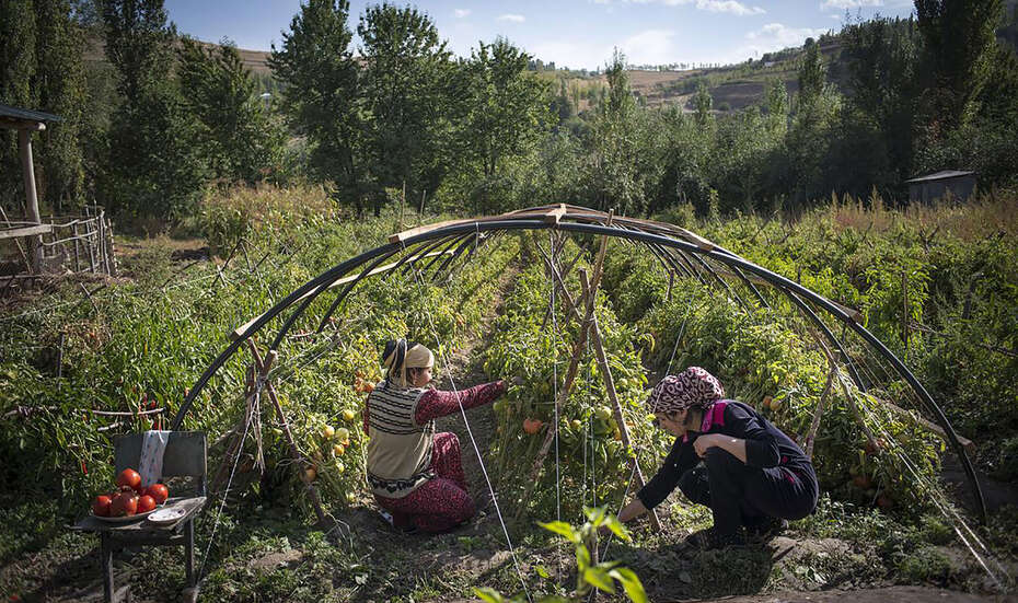 Kleinbäuerinnen arbeiten auf dem Feld.