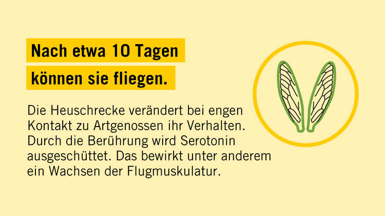 Heuschrecken können nach 10 Tagen fliegen