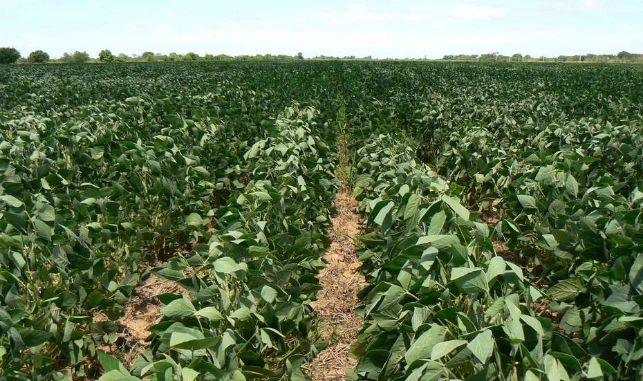 Bolivien_Soja_Anbau.jpg Ein Sojafeld in Bolivien